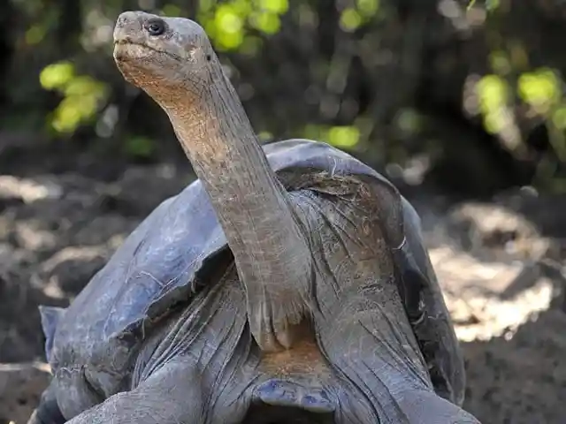 #4. Lonesome George, The Turtle