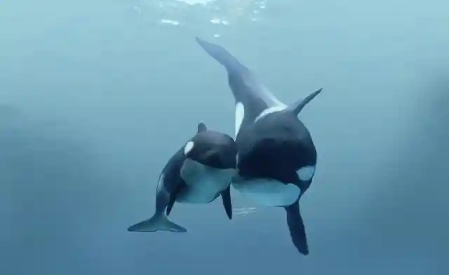 Orcas' True Nature