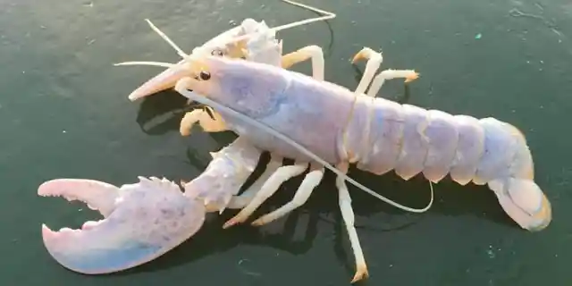 Albino Lobster