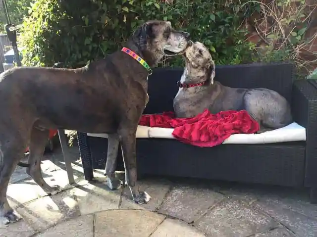 Woman Adopts Tiny Great Dane, Surprised At What He Turns Into
