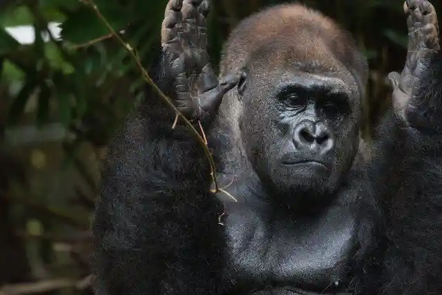 #7. Apes Are Basically Toddlers
