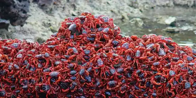 Fascinating Islands Ruled By Animals You'll Want To Visit