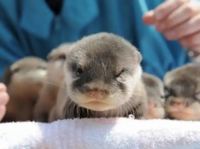 #5. Angry Otter