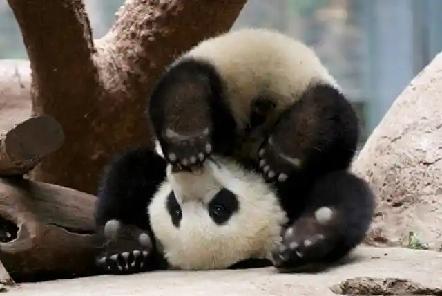 #3. Panda.Exe Crashed