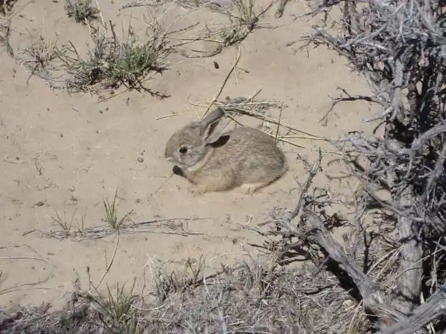 Pygmy Rabbit