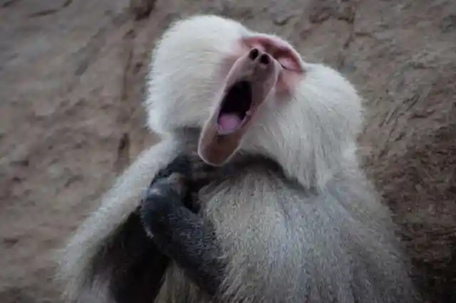 Hamadryas Baboon
