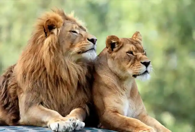 #15. King And Queen Of The Jungle Share Love