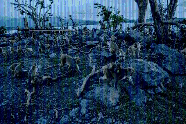 Monkeys At Cayo Santiago, Puerto Rico