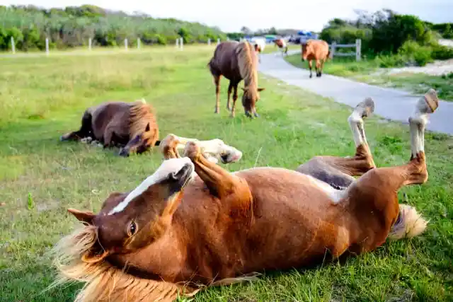 Horses At Assateague Island, Maryland