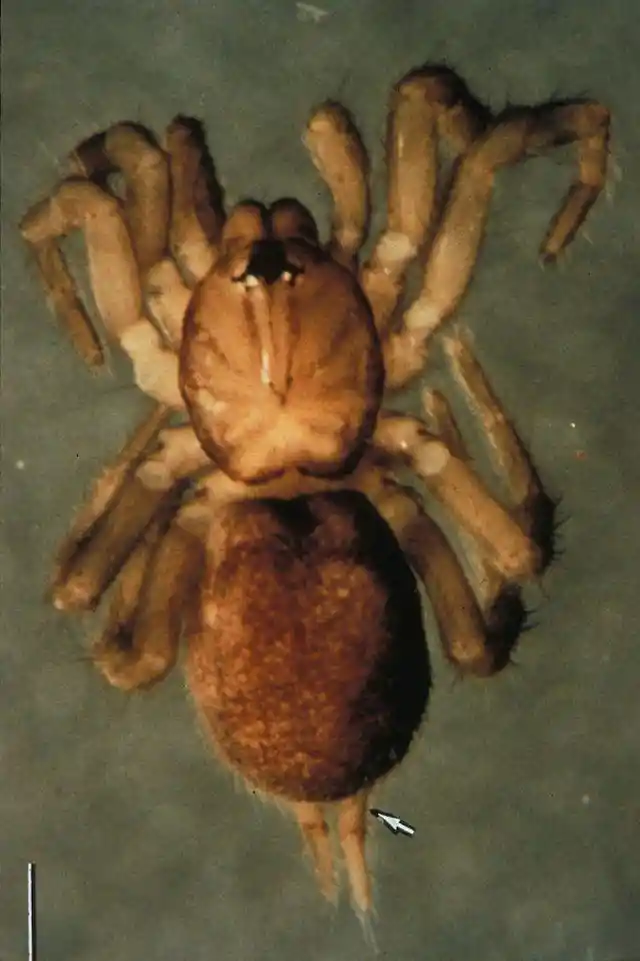 Spruce-fir Moss Spider