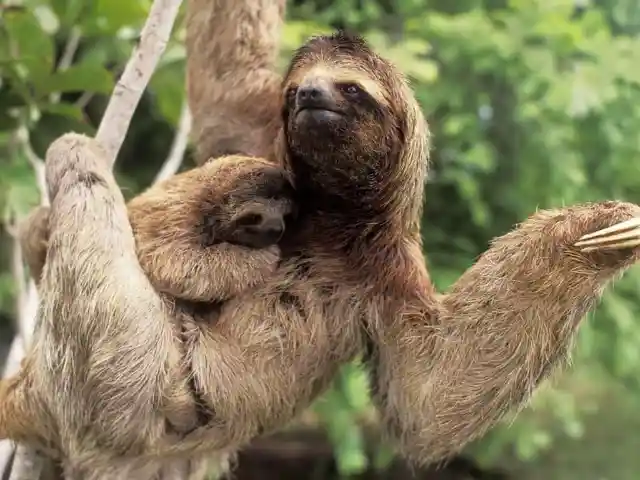 #8. Sloth Mom Reunited With Her Baby