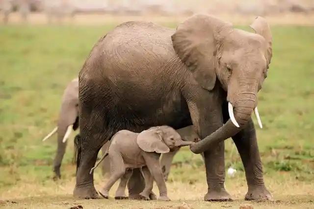 Heartbreaking Scene As Baby Elephant Tries To Wake Up Dying Mother