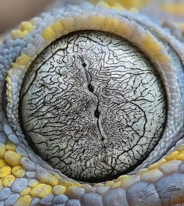Eye Of A Gecko
