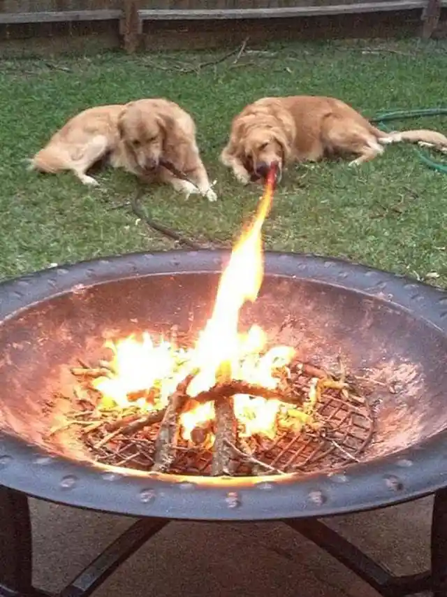 Dragon Retriever