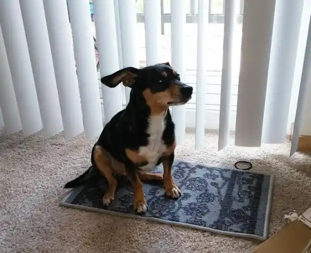#1. Magic Carpet