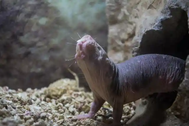 #13. Naked Mole Rats