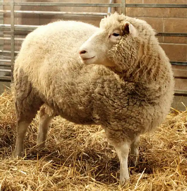 #21. Dolly The Sheep Was The First Cloned Mammal