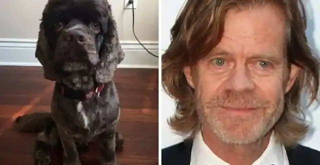 14. WILLIAM H. MACY AND HIS TWIN PUP