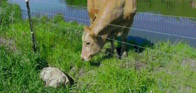 <p style="text-align: center;"><strong>4. FLO AND HER CALF</strong>