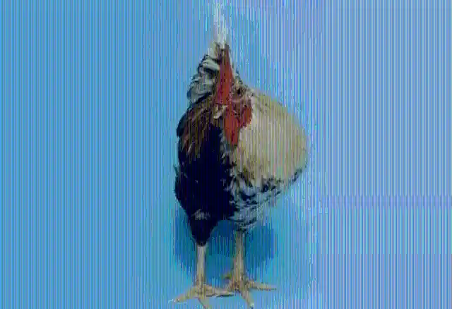 #5. Chimera Chicken