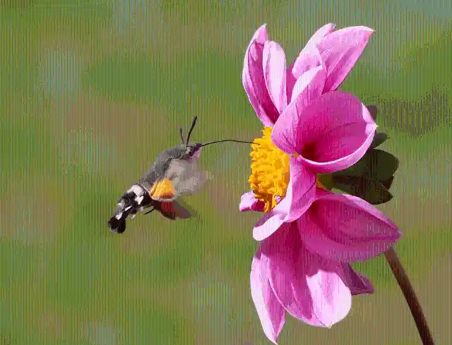 #17. Hummingbird Hawk-Moth