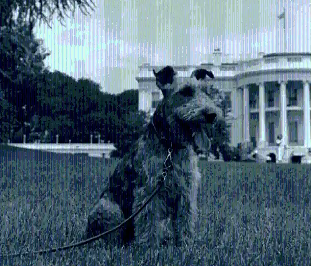 Here Are The 29 Most Famous Dogs In U.S. History