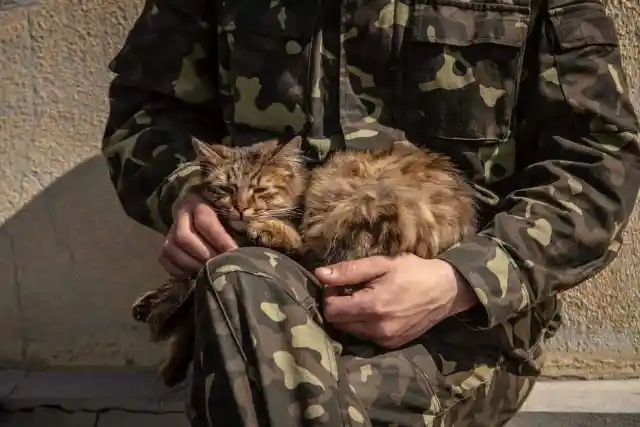 #14. Cat Saves Afghan Soldier