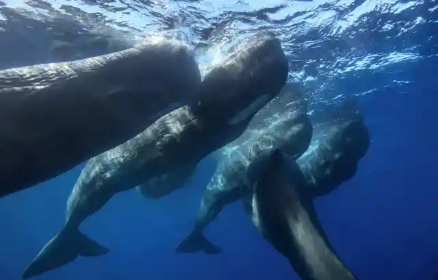 #23. Sperm Whales Make Clicking Sounds