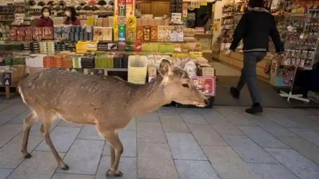 #17. Deer In Japan