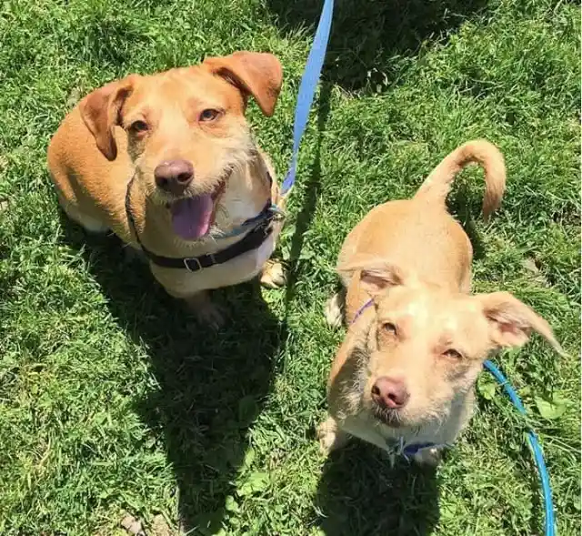 Dog Sees Her “Twin” On The Street And Makes Mom Take Him Home