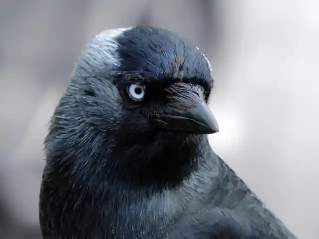 #4. Jackdaws Stare