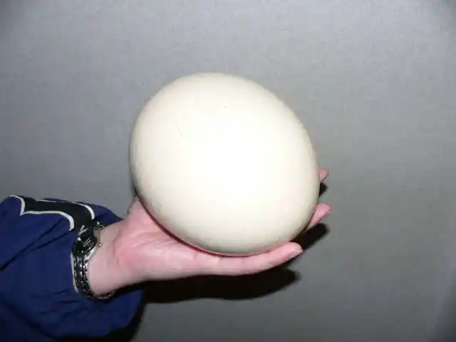#11. Largest Egg From A Living Bird