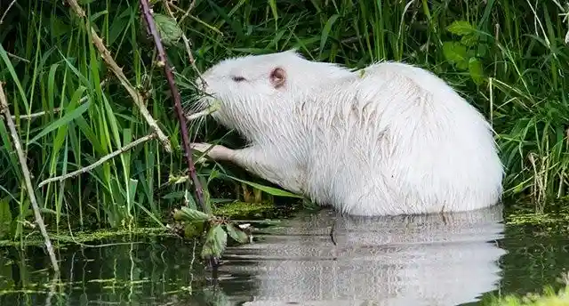 Albino Beaver