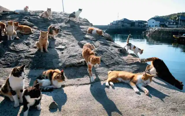 Cats At Tashirojima, Japan