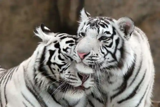 #8. White Tigers Also Enjoy Cuddling
