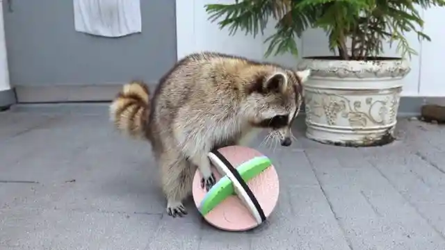 Blind Raccoon Turns Up With Two Unexpected Bodyguards