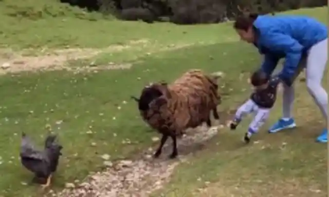 #10. Toddler Nearly Attacked By Ram