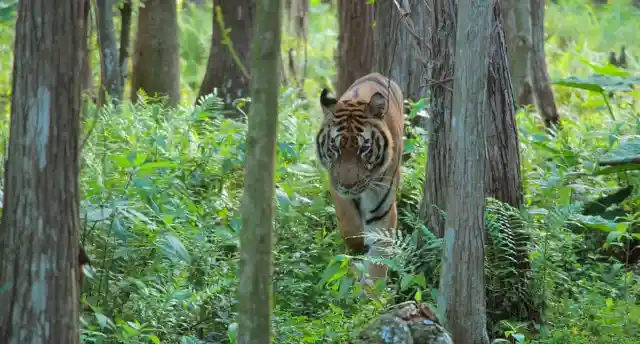 Rescued Circus Tiger Sees Grass For The First Time - Look At His Reaction!