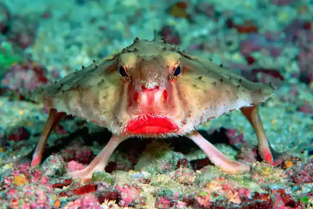 #12. Red-Lipped Batfish