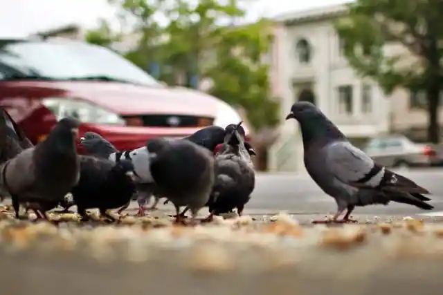 #4. Feeding Pigeons In San Francisco