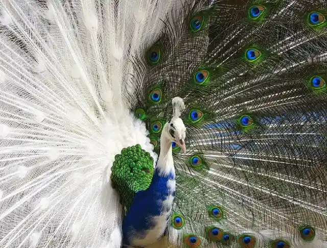 #9. Chimera Peacock