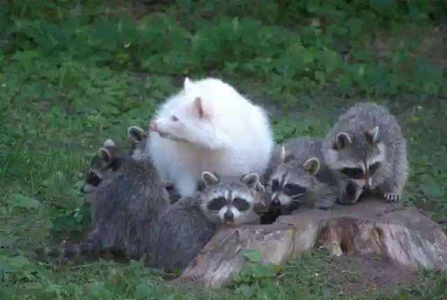 10. Industrious Little Coons