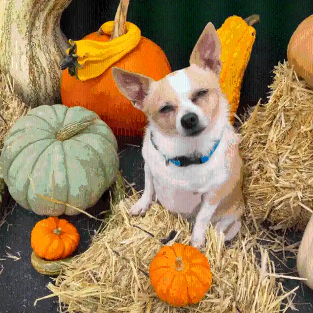 Adorable Rescue Dog Drops 20 Pounds & Inspires The Internet To Follow Their Dreams