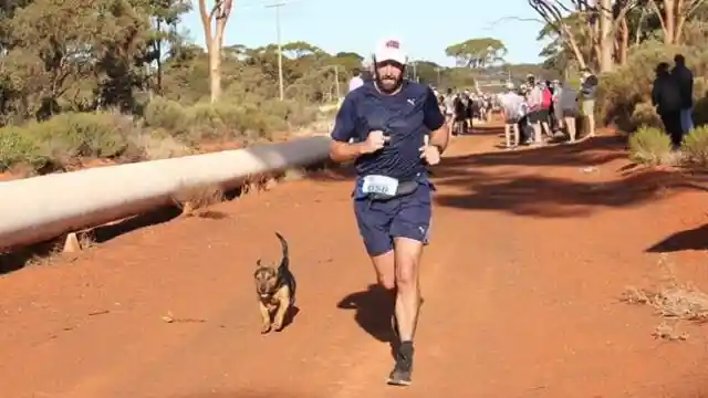 #10. Stray Dog Completes Half Marathon