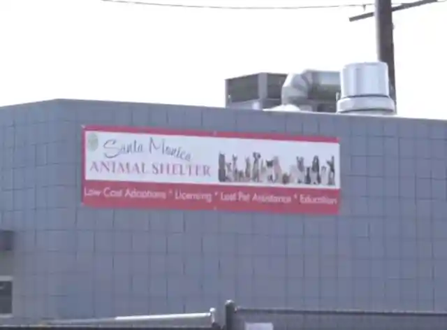 #11. An Animal Shelter!