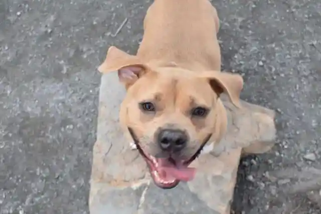 Adorable Pooch Is Returned to the Shelter for the Weirdest Reason