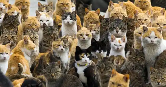 Cats At Tonawanda Island, New York