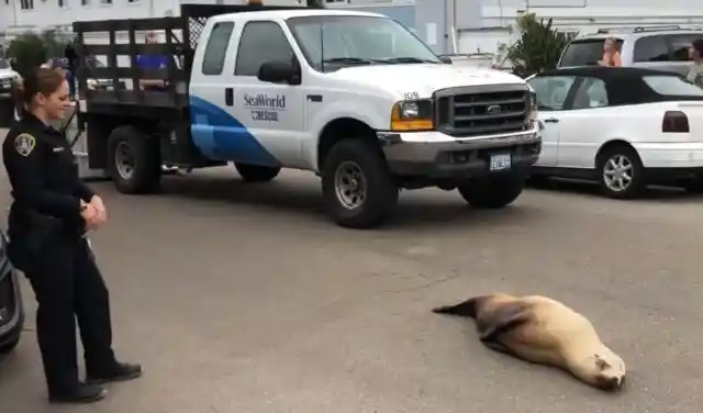 #19. The Sea Lion Who Stopped Traffic