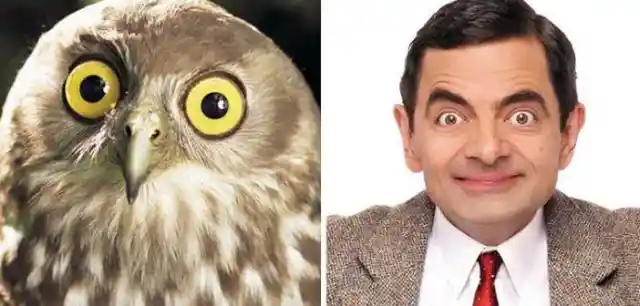 20 Animals That Look Exactly Look Like Your Favorite Celebrities