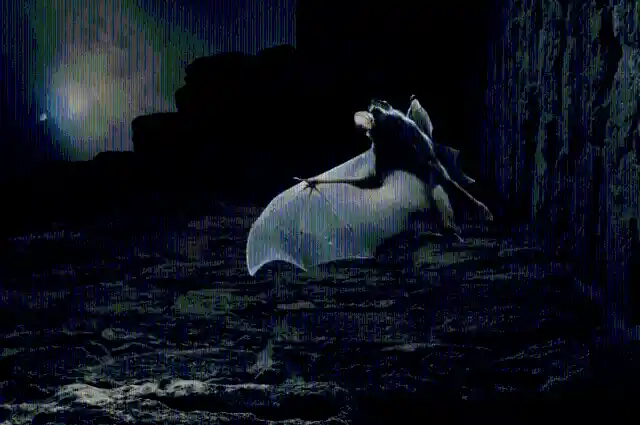 #19. Nocturnal Creatures